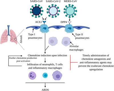Chemokine Regulation During Epidemic <mark class="highlighted">Coronavirus</mark> Infection
